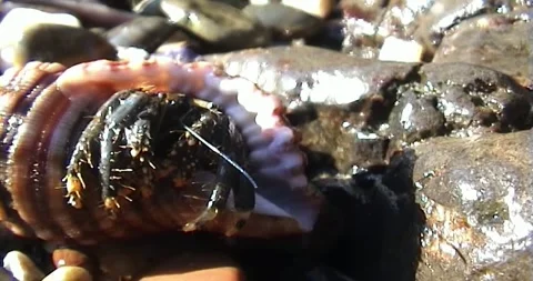 Hermit Crab Stock Footage 242647571
