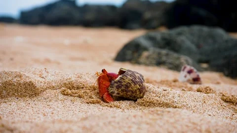 Hermit crab Stock-Footage 244448249