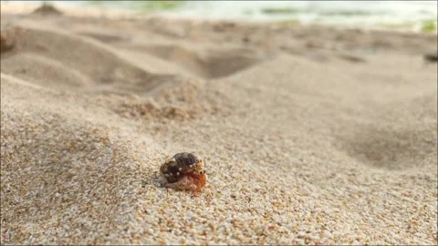 Hermit crab Video stock 267799191