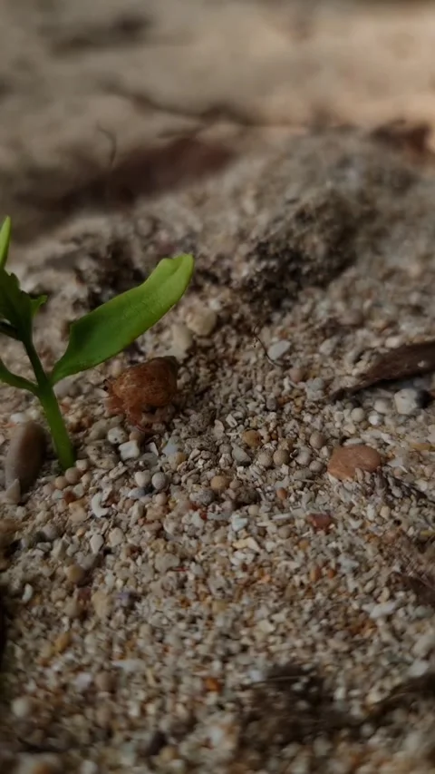 Hermit Crab Video stock 274381761