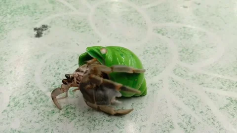 Hermit crab Stock Footage 283201435