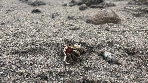 Hermit crab Stock Footage 289496895