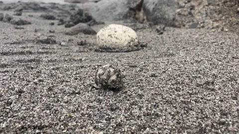 Hermit crab Stock Footage 289496928