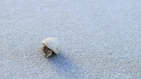Hermit crab Stock Footage 290112772