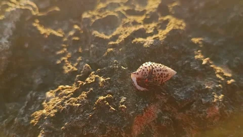 Hermit crab Stock Footage 290495430