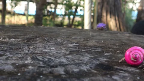 Hermit crab Video stock 324626852