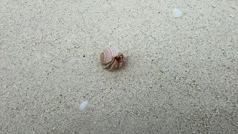 Hermit crab Video stock 328645952