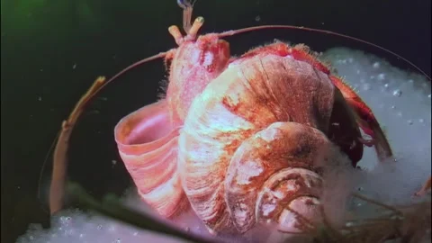Hermit crab foraging beneath the Arctic ice on a chilly seabed Stock Footage 299865548
