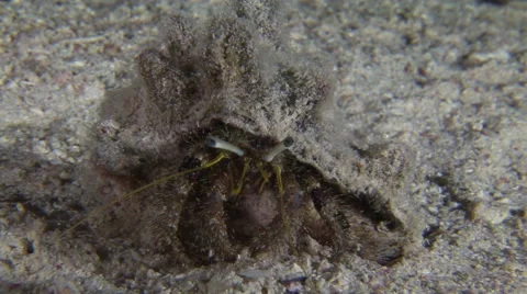 Hermit crab foraging on sand, Red Sea, Egypt Stock Footage 57916362