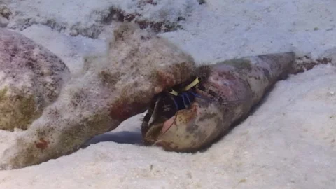 Hermit Crab in Found Shell on Ocean Floor at Midday Video stock 325848773