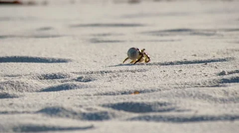 Hermit crab, Galapagos Stock Footage 55240197
