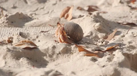 Hermit Crab, Galapagos 動画素材 55573320