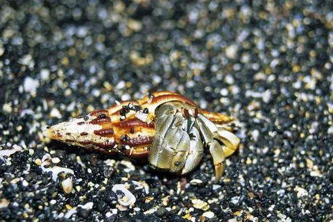 Hermit crab, Galapagos Stock Photos