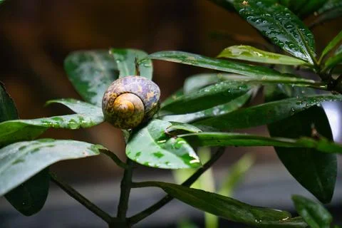 Hermit crab in gastropod shell. Stock Photos