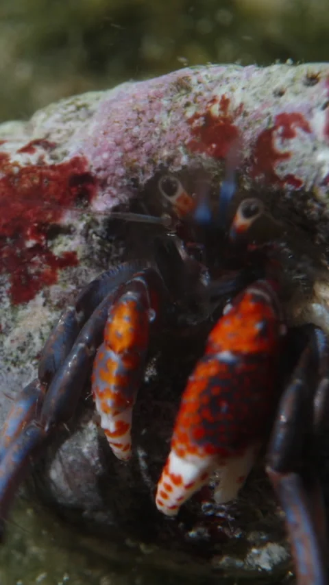 Hermit crab, gets out of his shell underwater, super macro. Vertical video Socia Video stock 251627099