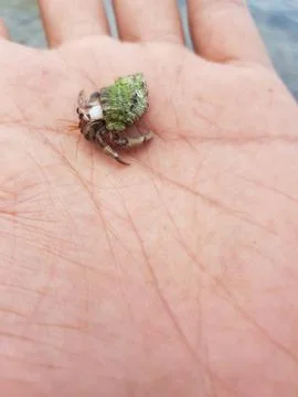 A hermit crab with green shell Stock Photos