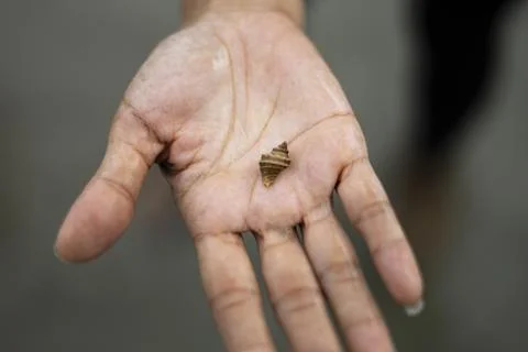 Hermit Crab On The Hand Stock Photos