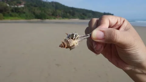 Hermit crab hand.mp4 Stock Footage 44269715