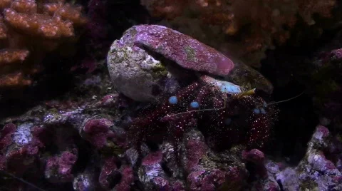 Hermit crab - HD  스톡 동영상 512777