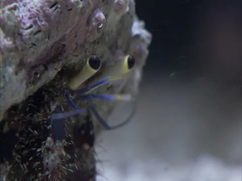 A hermit crab head shot Stock Footage 21945754