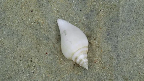 Hermit Crab Hidden Inside Spiral Seashell in Shallow Coastal Water Видео 336521778