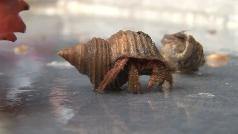 Hermit Crab hide Stock Footage 85535806