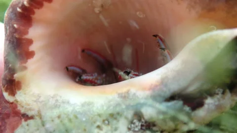Hermit crab hides in a shell in a sea stream Stock Footage 170756576