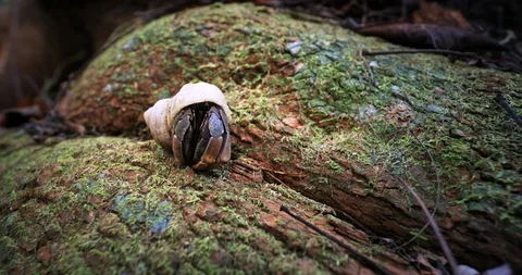 Hermit crab hides in shell. Wildlife animals of rainforest 스톡 동영상 101266372