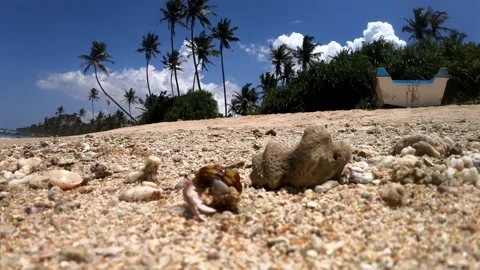 A Hermit crab hiding in its shell on the beach, HD. Stock Footage 141861887