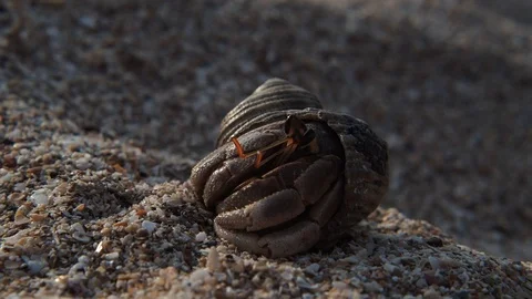 Hermit crab hiding itself in its shell on a sandy beach Stockbeeldmateriaal 124122666