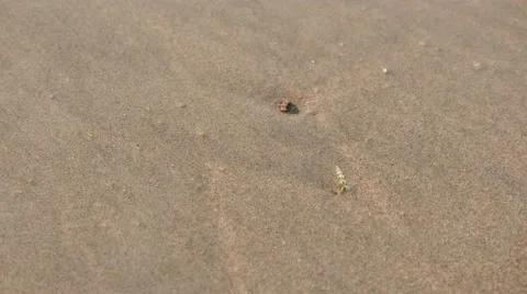 Hermit crab hiding in the sand at beach Stock Footage 50376238