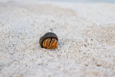 Hermit Crab hiding in shell lying on sand Stock-Fotos