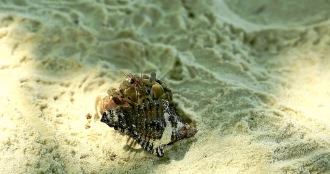 Hermit Crab Ignoring An Occupied Shell Stock Footage 88760329