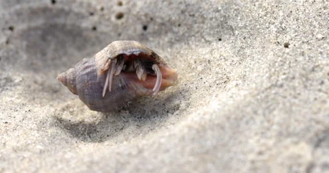 Hermit crab inside shell on beach - isolated Vídeos de archivo 284407737