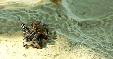 Hermit Crab Inspecting An Occupied Shell Stock Footage 88759275