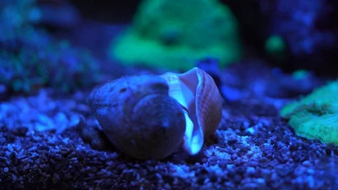 Hermit crab inspecting a shell before changing Stock Footage 104535441