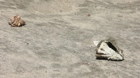 Hermit Crab Inspects Shell Stock Footage 60846133