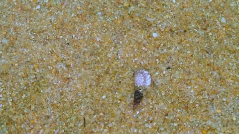 Hermit Crab Interaction on Sandy Seabed in Tropical Shallow Water 스톡 동영상 336521990