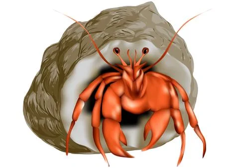 Hermit crab isolated Stock Illustration