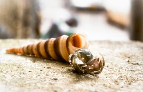 Hermit crab with its shell, closeup shot. Stock Photos