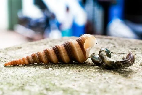 Hermit crab with its shell, closeup shot. Stock Photos
