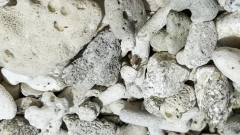 Hermit crab in its shell crawls over corals and sea stones on the shore. 動画素材 234821556