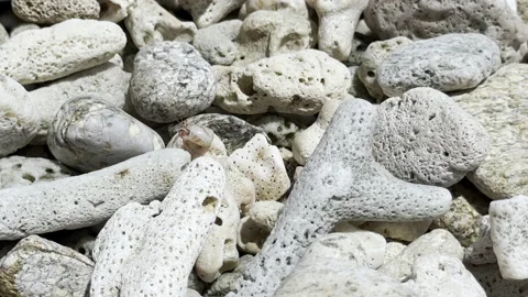 Hermit crab in its shell crawls over corals and sea stones on the shore. 動画素材 234821950