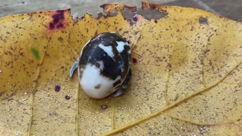 A hermit crab in its shell on a dry leaf Stock Footage 343330839