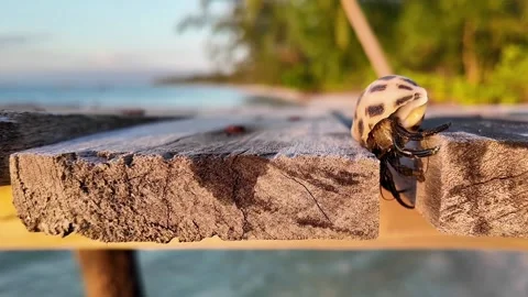 Hermit Crab Journey at Sunset Beach Stock Footage 263516132