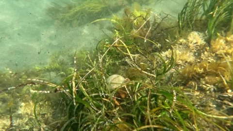 Hermit crab in large whelk shell crawling by seaweed underwater Stock Footage 277972227
