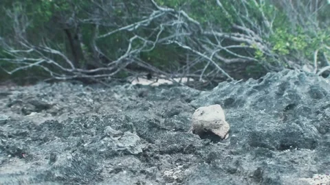 Hermit Crab Leaving 4k Stock-Footage 156004881