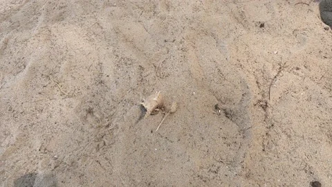 Hermit crab live in shell walking on tropical summer sandy beach Stock-Footage 157619976