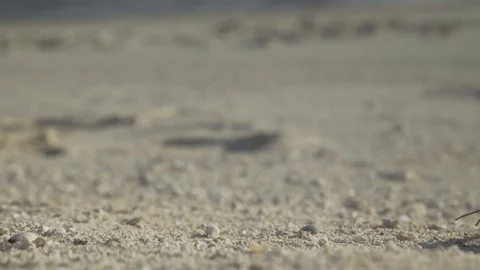 Hermit crab living inside plastic, walks past frame, coral sea 4k Vidéo 123251884