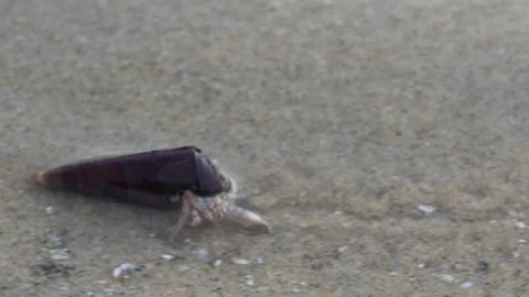 Hermit Crab in a Long Brown Shell at Low Tide on the Beach Stock Footage 309069759